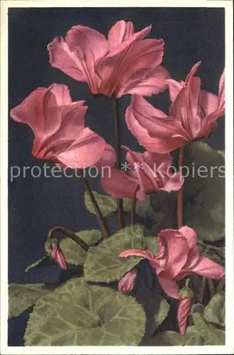 Blumen Zimmer Alpenveilchen Cyclamen persicum Foto E. Gyger Nr. 811 Kat. Pflanzen