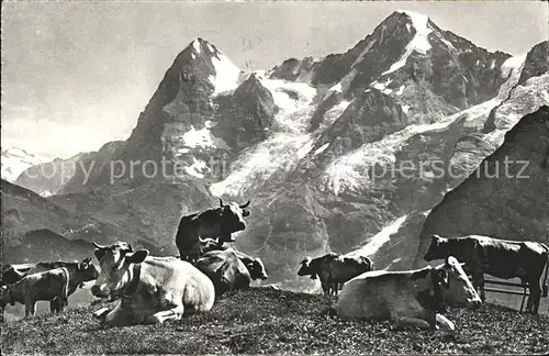 Kuehe Alm Alpenpanorama / Tiere /