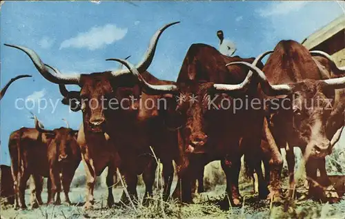 Tiere Vanishing Texas Longhorns Gene Autry Everett Colborn Rodeo Kat. Tiere