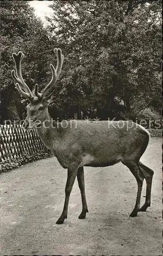 Hirsch Wildbad Schwarzwald Kat. Tiere