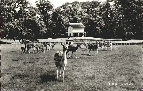 Reh Assen Hertenkamp Kat. Tiere