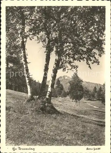 Baeume Trees Berge Natur Ein Sonnentag Foto Korn Nr. 465 Kat. Pflanzen