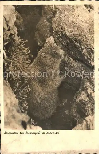 Murmeltier Lamsenjoch Karwendel Kat. Tiere