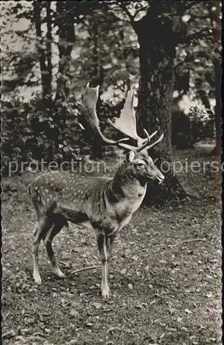 Hirsch Damschaufler Kat. Tiere