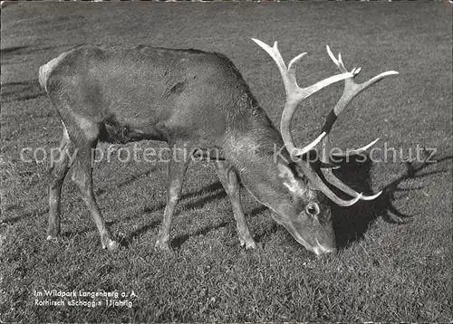 Hirsch Wildpark Langenberg Rothirsch Schaggi  Kat. Tiere