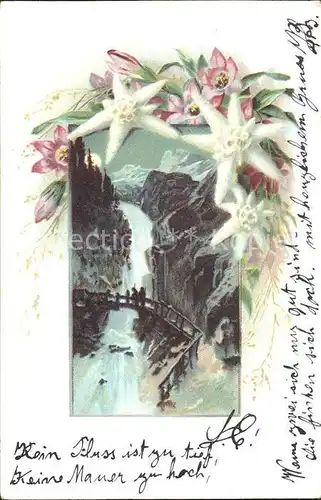 Edelweiss Berge Natur Bruecke Litho Kat. Pflanzen