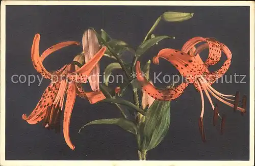 Blumen Tigerlilie Lilium tigrinum Kat. Pflanzen