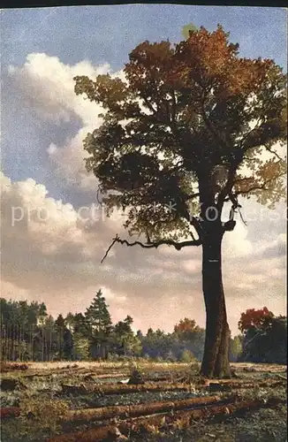 Verlag Photochromie Nr. 4308 Serie 277 Dresdner Heide Baum  Kat. Verlage