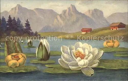 Blumen Teichrosen Nymphaea lutea Kat. Pflanzen