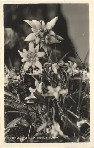 Edelweiss Leontopodium alpinum  Kat. Pflanzen