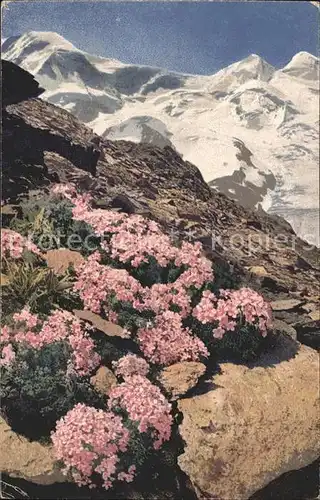 Verlag Photochromie Nr. 1219 Serie 547 Androsace glacialis Alpen Mannsschild Kat. Verlage