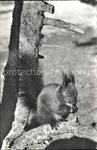 Eichhoernchen  Kat. Tiere