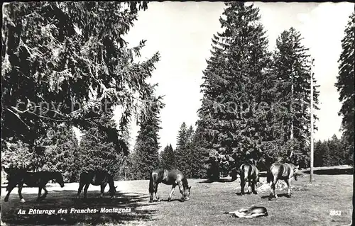 Pferde Paturage Franches Montagnes Kat. Tiere