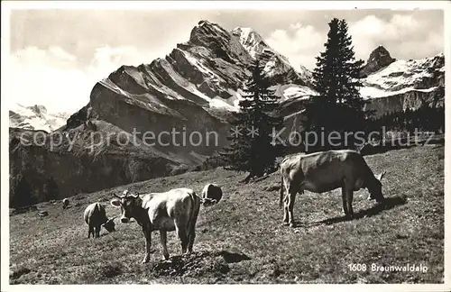 Kuehe Braunwaldalp Kat. Tiere