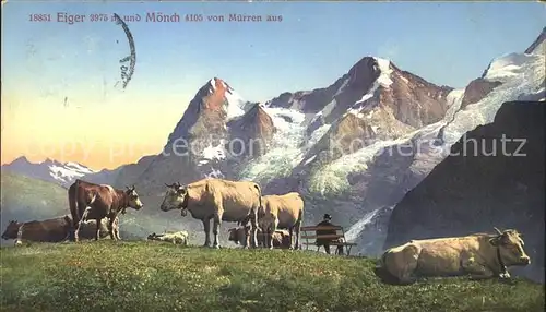 Kuehe Muerren Eiger Moench  Kat. Tiere