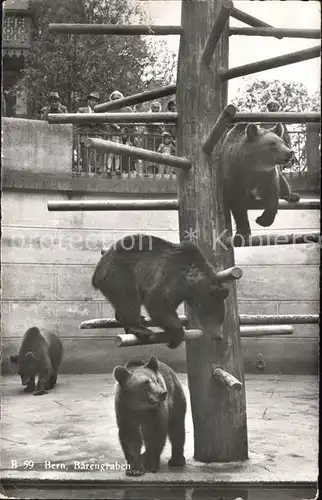 Baeren Bern Baerengraben  Kat. Tiere