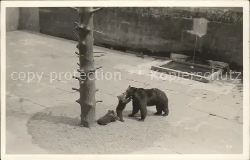 Baeren Bern Baerengraben  Kat. Tiere