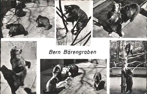 Baeren Bern Baerengraben Kat. Tiere