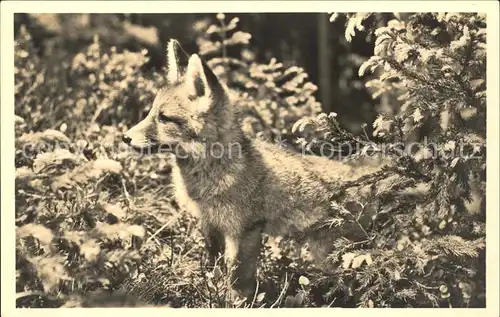 Fuchs Tiere Jungfuchs  Kat. Tiere