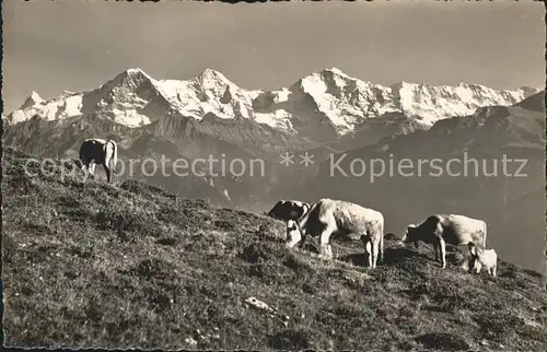 Kuehe Beatenberg Eiger Moench Jungfrau Kat. Tiere