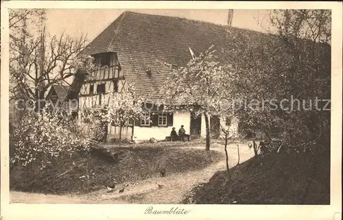 Verlag Elchlepp Nr. 74 Baumbluete Sc hwarzwaldhaus Kat. Verlage