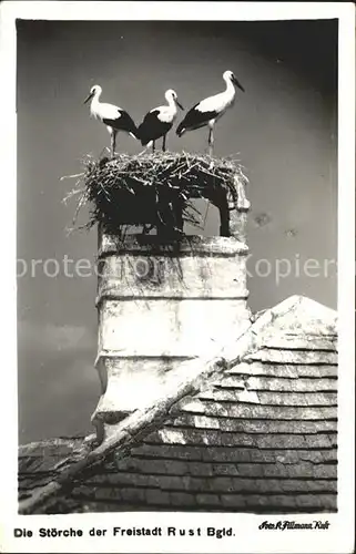 Storch Stoerche Rust Burgenland  Kat. Tiere