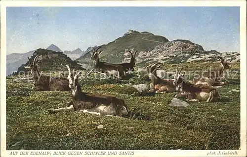 Foto Gaberell J. Nr. 5204 Ebenalp Schaefler Saentis Ziegen Kat. Fotografie