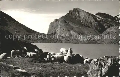 Schafe Daubensee Gemmipass Leukerbad Kandersteg Kat. Tiere