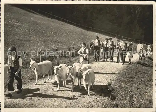 Ziege Kuehe Alp Aufzug Trychle Kat. Tiere