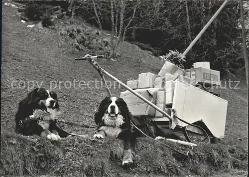 Bernhardiner Hundekarren Braunwald  Kat. Tiere