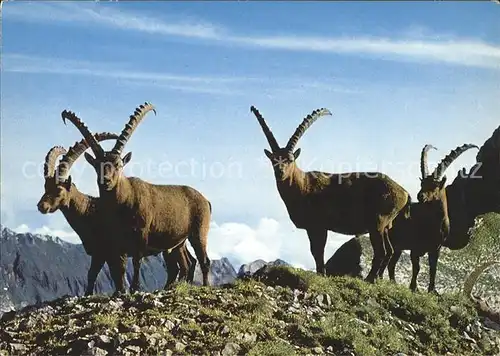 Steinbock Altmann Kat. Tiere