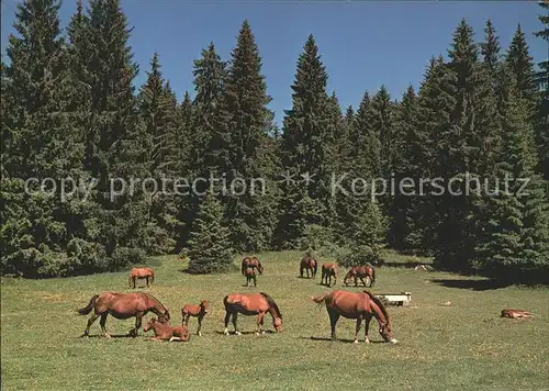 Pferde Paturage Franches Montagnes Kat. Tiere