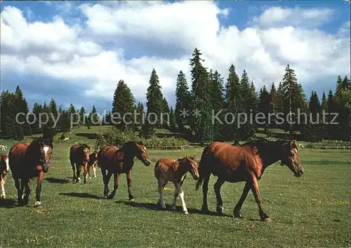 Pferde Paturage du Jura Franches Montagnes Kat. Tiere