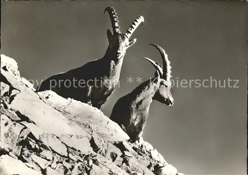 Steinbock Buendner Alpen  Kat. Tiere