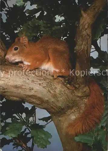 Eichhoernchen Ecureuil Squirrel Kat. Tiere