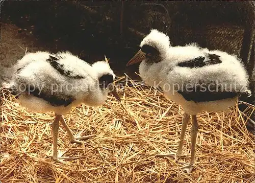 Storch Junge Schwarzstoerche Vogelwarte Sempach  Kat. Tiere