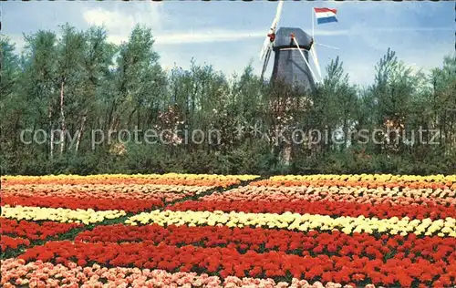 Blumen Windmuehle Holland  Kat. Pflanzen