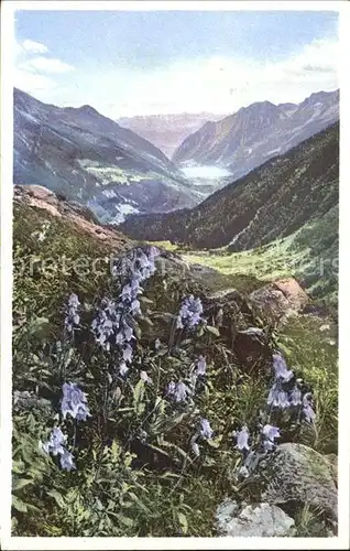 Blumen Baertige Glockenblume Alp Gruem Verlag Photochromie Nr. 1503  Kat. Pflanzen