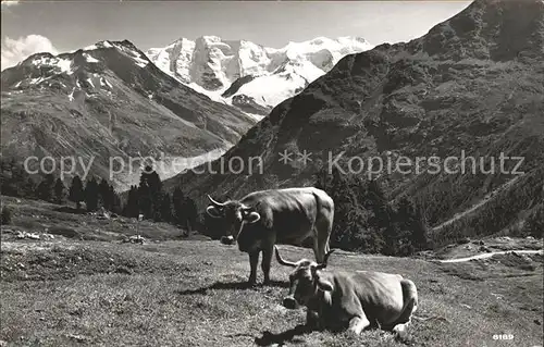 Kuehe Hoehenweg Piz Palue Kat. Tiere