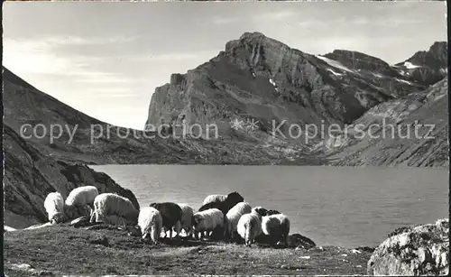 Schafe Gemmipass Kandersteg Leukerbad Daubensee Daubenhorn Kat. Tiere