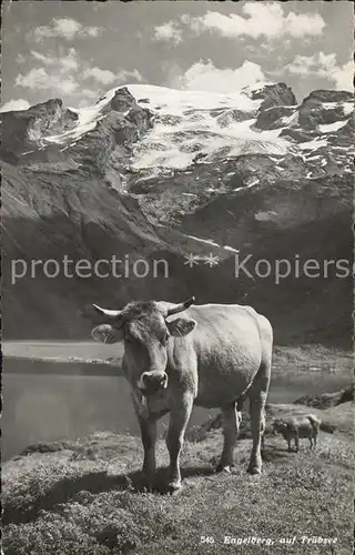 Kuehe Engelberg Truebsee  Kat. Tiere