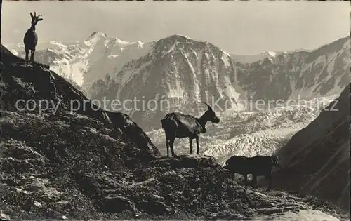 Ziege Grindenwald Weg nach Baeregg  Kat. Tiere