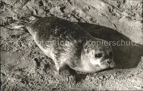 Seehunde Robben Norderney Strand 