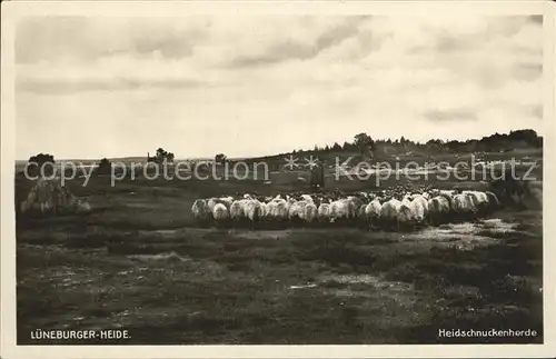 Schafe Lueneburger Heide Heidschnuckenherde Kat. Tiere