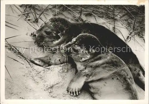 Seehunde Robben Insel Sylt 