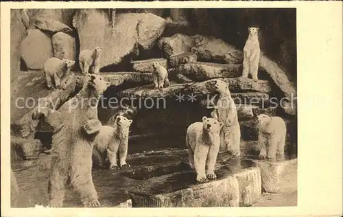 Hagenbeck Tierpark Stellingen Hamburg Eisbaerenschlucht  Kat. Tiere