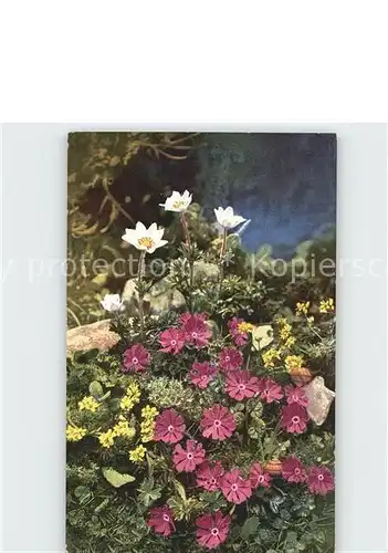 Verlag Photochromie Nr. 916 Anemone baldensis Primula minima Draba aizoides Kat. Verlage