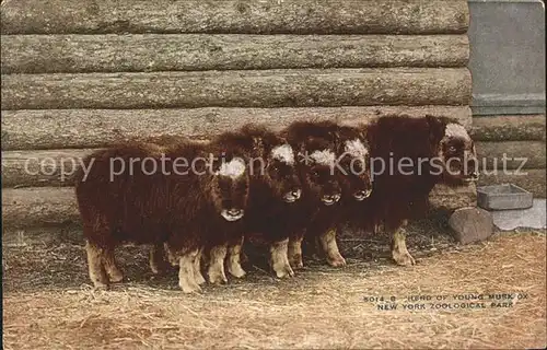 Tiere Moschusochse Young Muskox New York Zoological Park Kat. Tiere