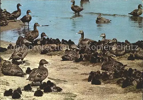 Enten Eiderente mit Jungen Kat. Tiere