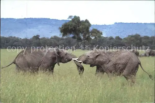 Elefant Kenia Afrika  Kat. Tiere